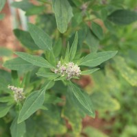 Chenopodiastrum murale (L.) S.Fuentes, Uotila & Borsch